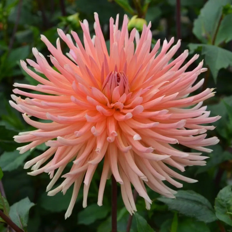 Dahlia Cactus 'Clarentine' - Dahlia | Achat direct au producteur