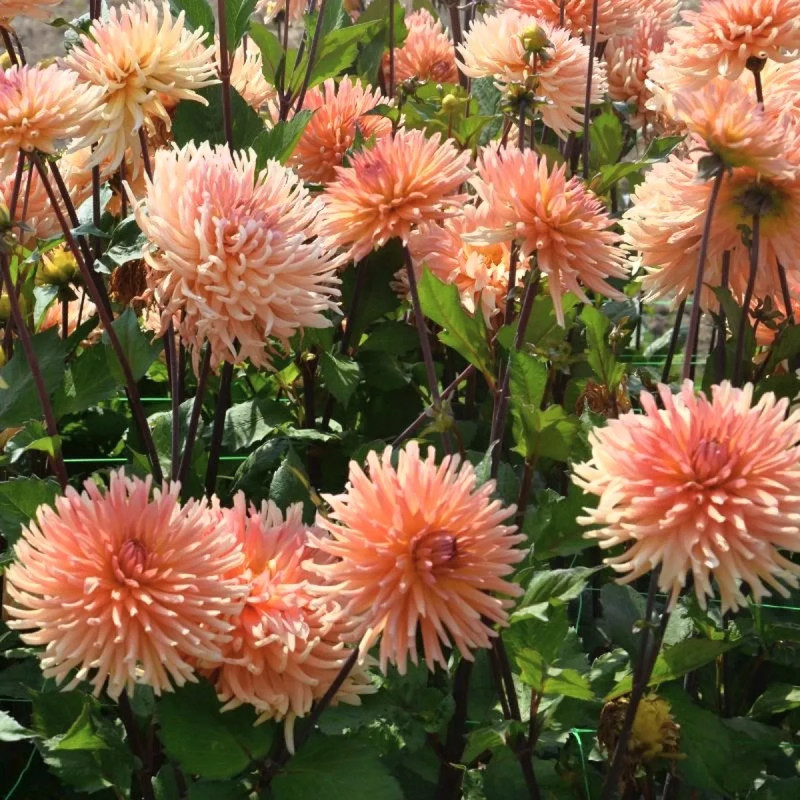 Dahlia Cactus 'Clarentine' - Dahlia | Achat direct au producteur