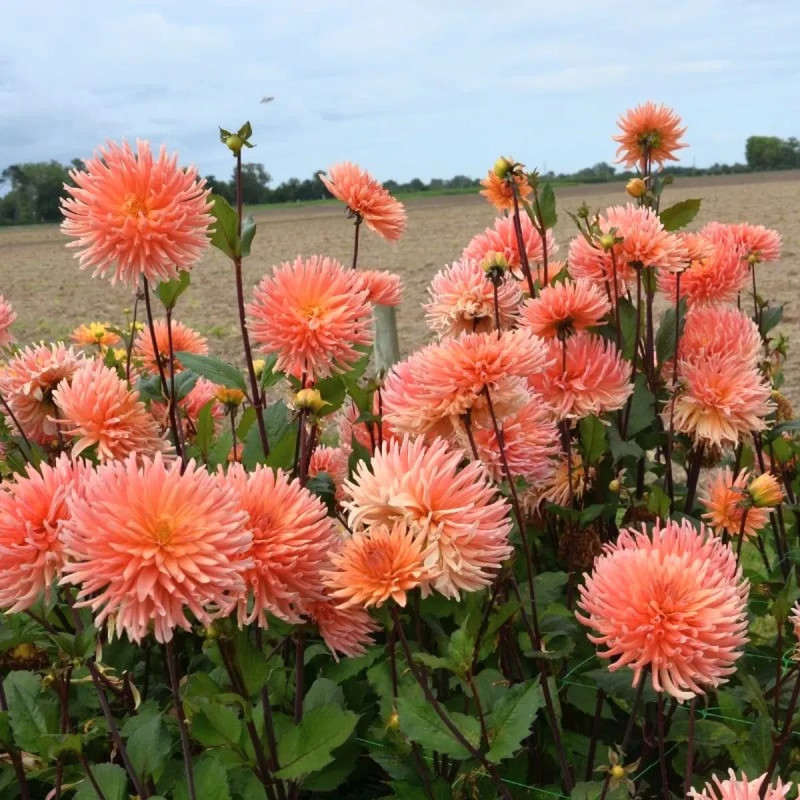 Dahlia Cactus 'Clarentine' - Dahlia | Achat direct au producteur