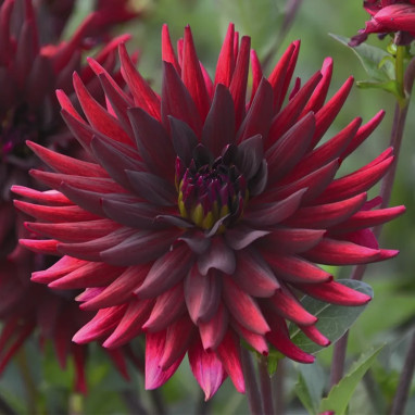 Dahlia Cactus 'Chat Noir' - Dahlia | Achat direct au producteur