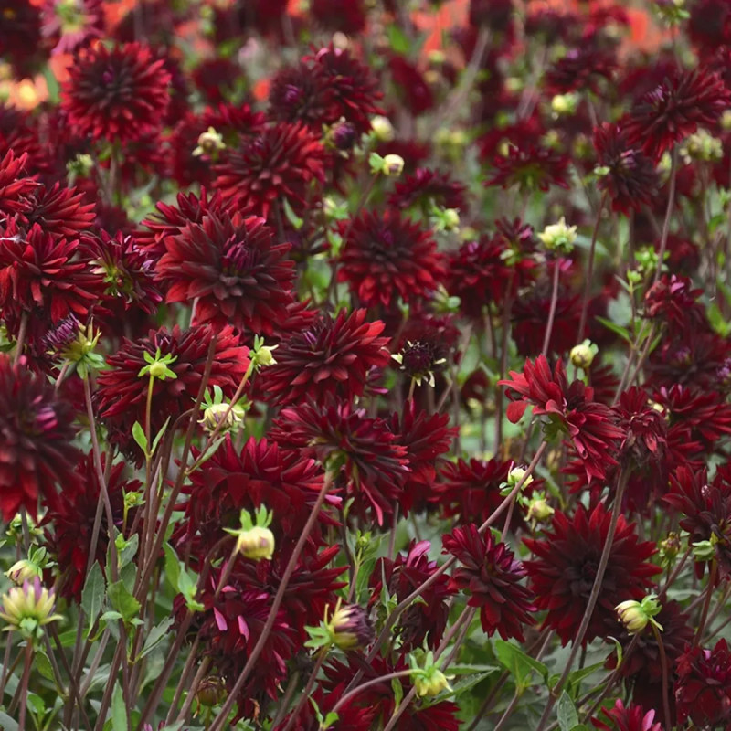 Dahlia Cactus 'Chat Noir' - Dahlia | Achat direct au producteur