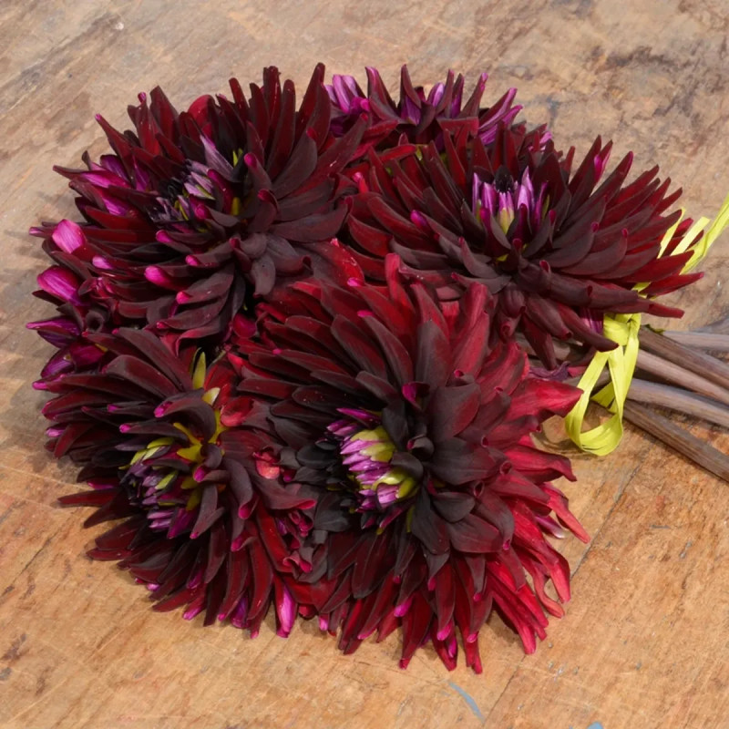 Dahlia Cactus 'Chat Noir' - Dahlia | Achat direct au producteur