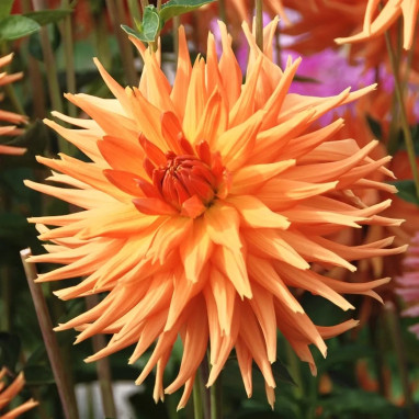Dahlia Cactus 'Eclatant' - Dahlia | Achat direct au producteur