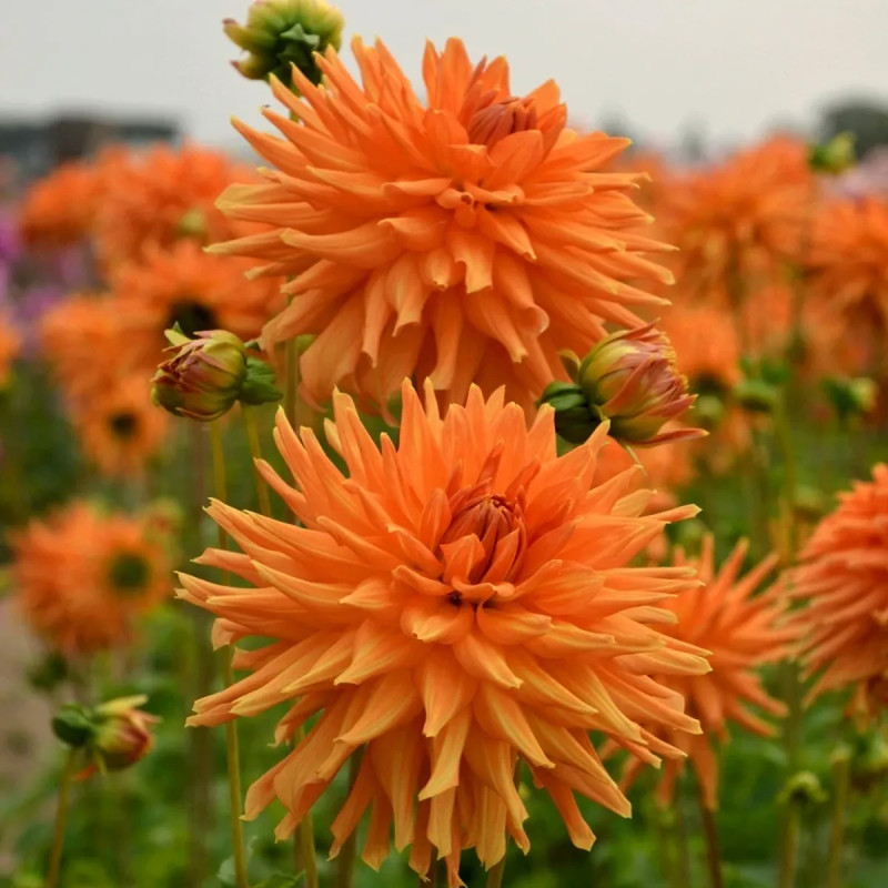 Dahlia Cactus 'Eclatant' - Dahlia | Achat direct au producteur