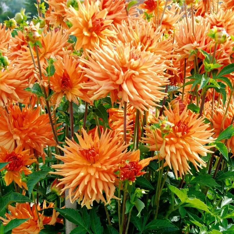 Dahlia Cactus 'Eclatant' - Dahlia | Achat direct au producteur