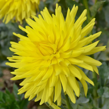 Dahlia décoratif 'Fantasia' - Dahlia | Achat direct au producteur
