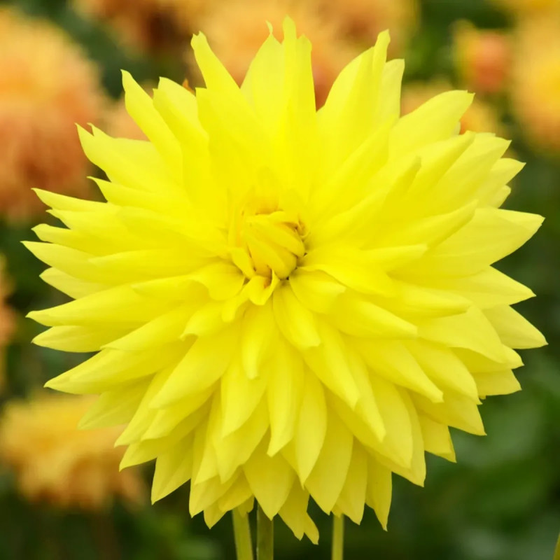 Dahlia décoratif 'Fantasia' - Dahlia | Achat direct au producteur