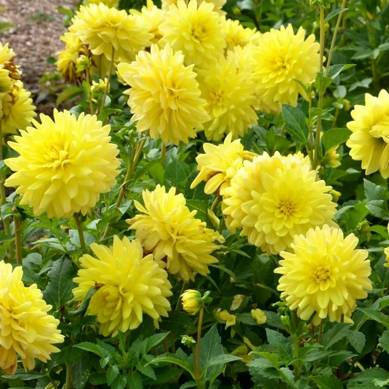 Dahlia décoratif 'Fantasia' - Dahlia | Achat direct au producteur