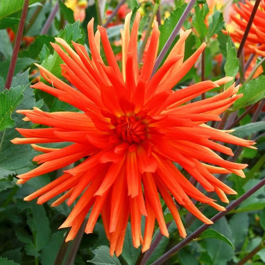 Dahlia cactus Flash - Dahlia | Achat direct au producteur
