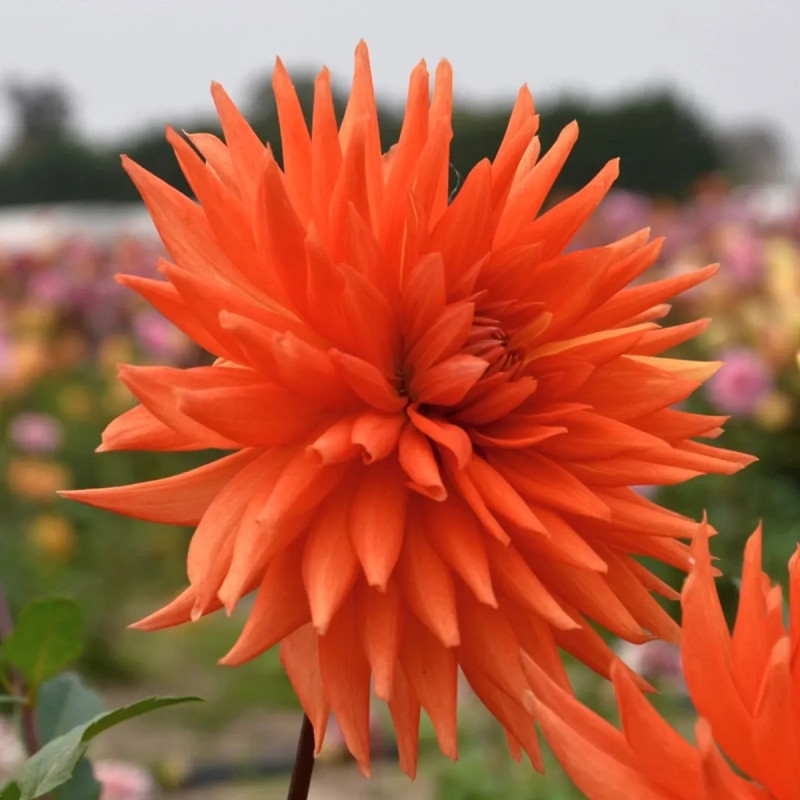 Dahlia cactus Flash - Dahlia | Achat direct au producteur