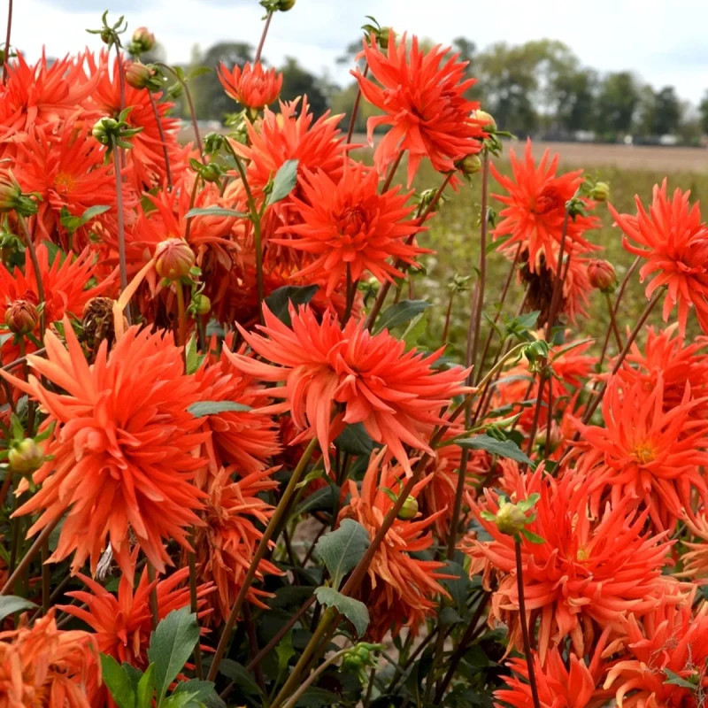 Dahlia cactus Flash - Dahlia | Achat direct au producteur