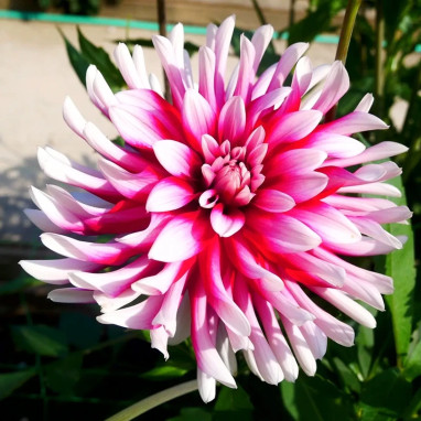 Dahlia Cactus 'Guinguette' - Dahlia | Achat direct au producteur