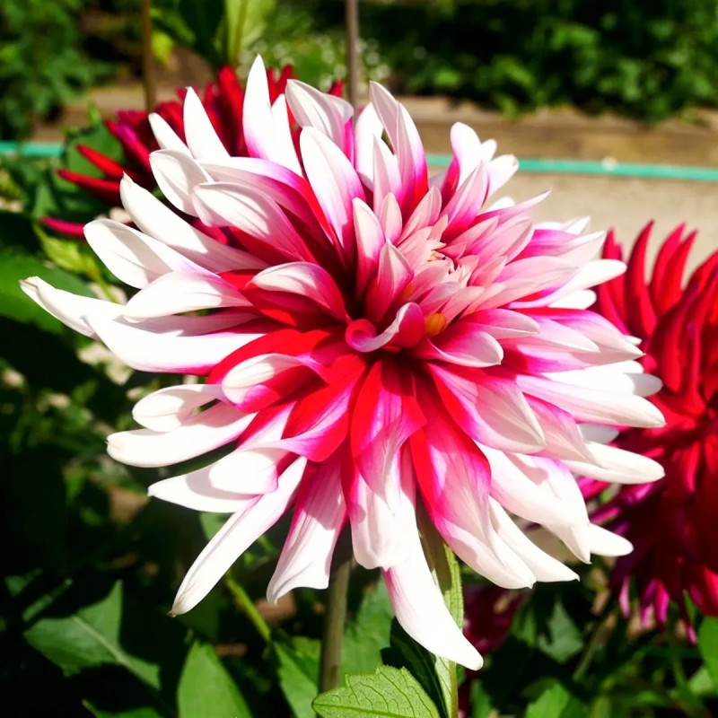 Dahlia Cactus 'Guinguette' - Dahlia | Achat direct au producteur