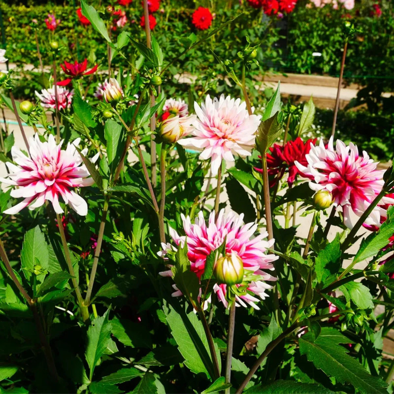 Dahlia Cactus 'Guinguette' - Dahlia | Achat direct au producteur