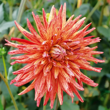 Dahlia Cactus 'Gatsby' - Dahlia | Achat direct au producteur