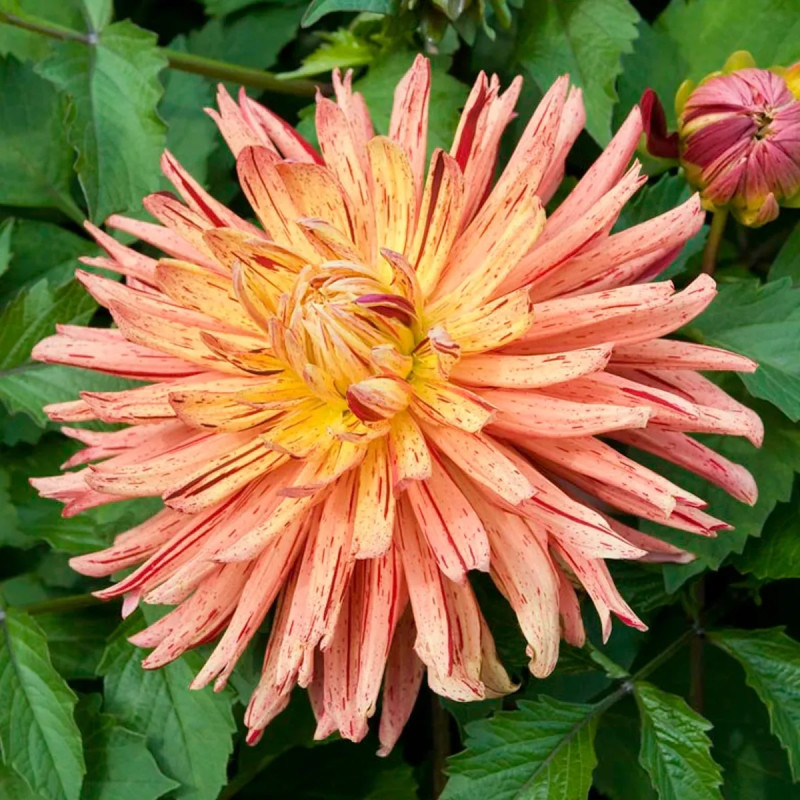 Dahlia Cactus 'Gatsby' - Dahlia | Achat direct au producteur