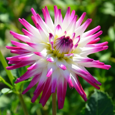 Dahlia Cactus 'Hayley Jane' - Dahlia | Achat direct au producteur