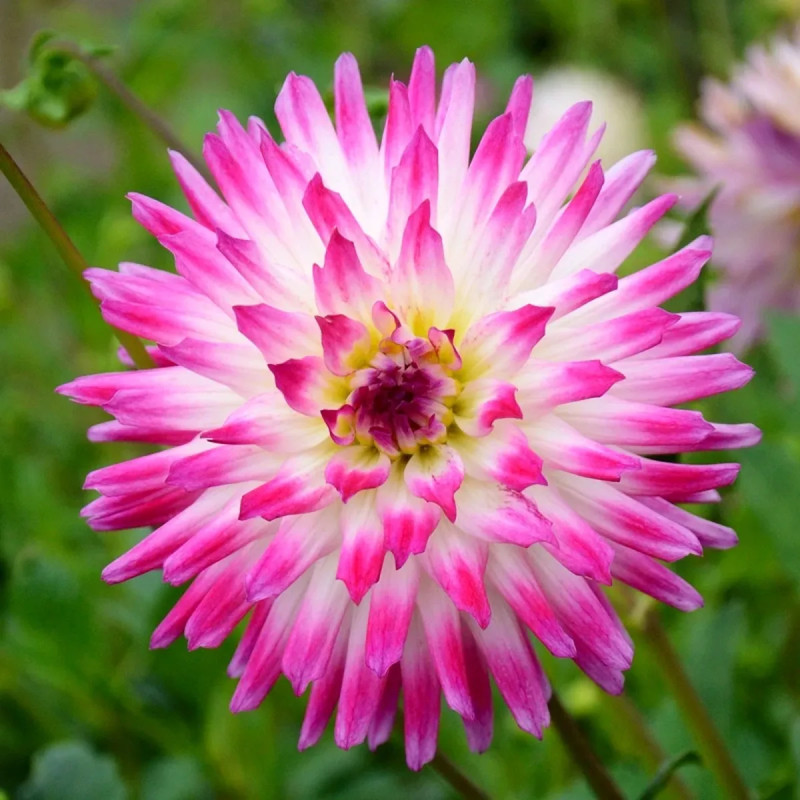 Dahlia Cactus 'Hayley Jane' - Dahlia | Achat direct au producteur