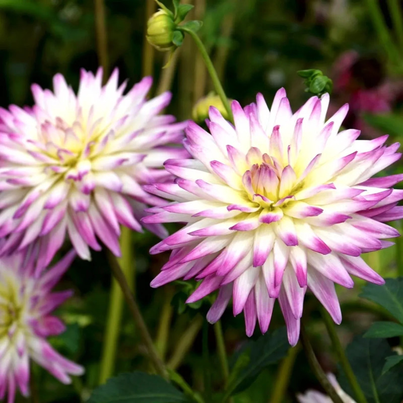 Dahlia Cactus 'Hayley Jane' - Dahlia | Achat direct au producteur