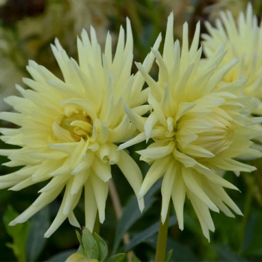 Dahlia Cactus Mélodie - Dahlia | Achat direct au producteur