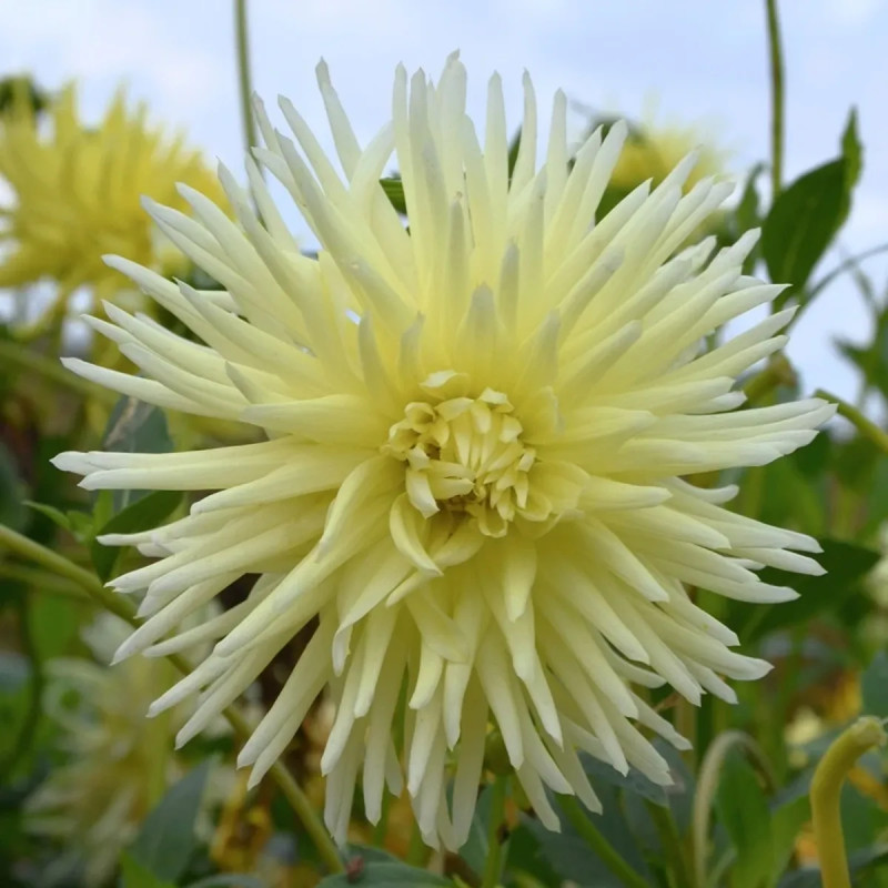 Dahlia Cactus Mélodie - Dahlia | Achat direct au producteur
