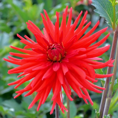 Dahlia cactus Joker - Dahlia | Achat direct au producteur