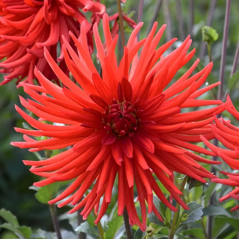 Dahlia cactus Joker - Dahlia | Achat direct au producteur