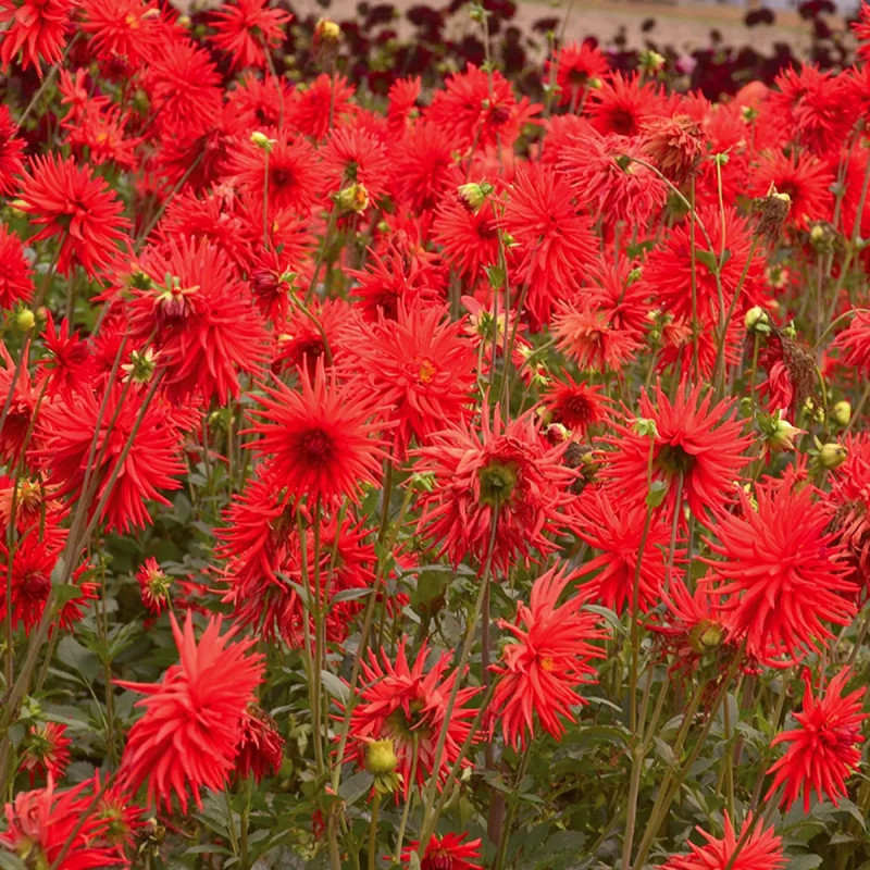 Dahlia cactus Joker - Dahlia | Achat direct au producteur