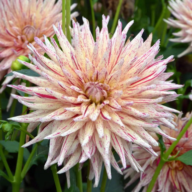 Dahlia Cactus 'Marathon Man' - Dahlia | Achat direct au producteur
