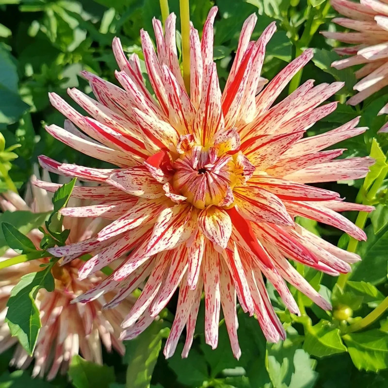 Dahlia Cactus 'Marathon Man' - Dahlia | Achat direct au producteur