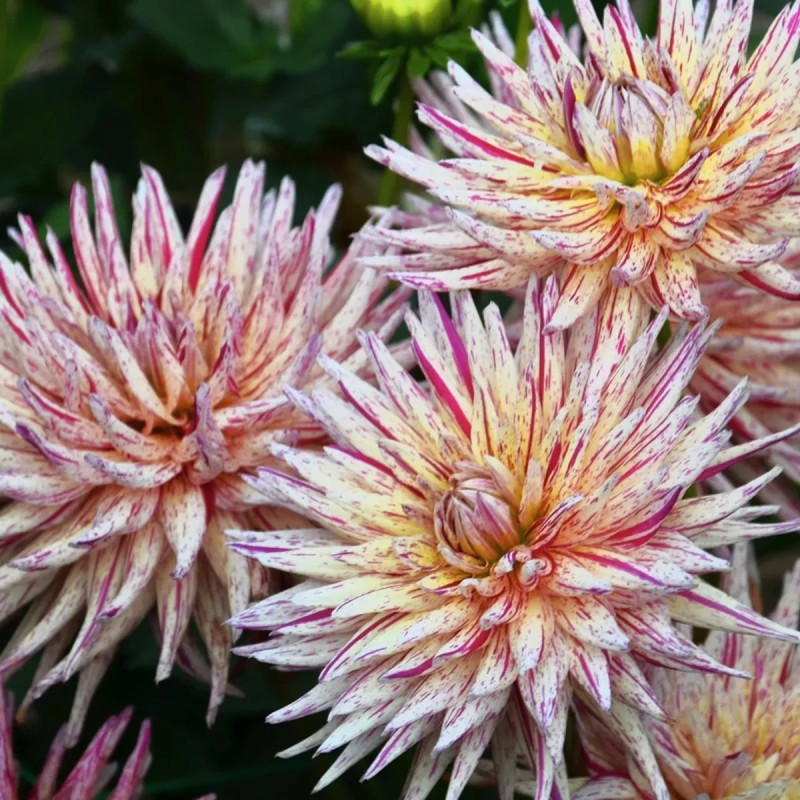 Dahlia Cactus 'Marathon Man' - Dahlia | Achat direct au producteur
