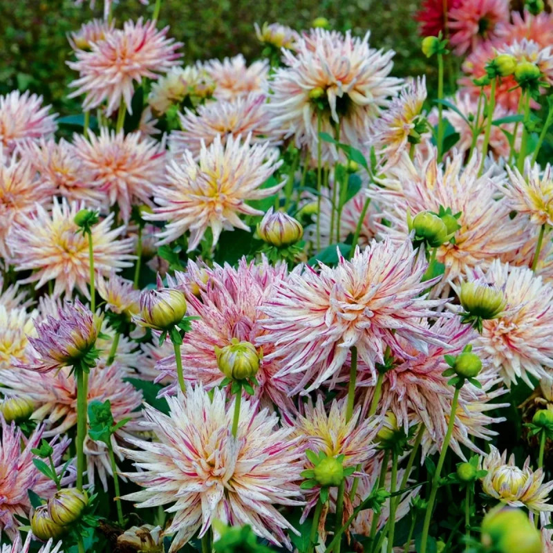 Dahlia Cactus 'Marathon Man' - Dahlia | Achat direct au producteur