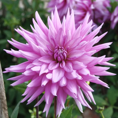 Dahlia Cactus 'Nicky' - Dahlia | Achat direct au producteur