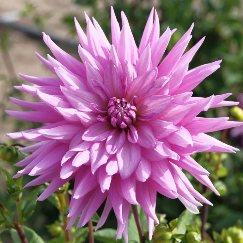 Dahlia Cactus 'Nicky' - Dahlia | Achat direct au producteur