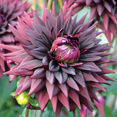 Dahlia Cactus 'Noir Désire' - Dahlia | Achat direct au producteur