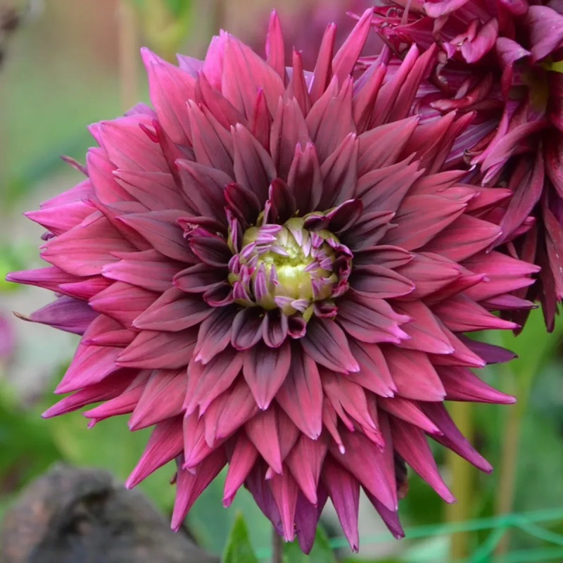 Dahlia Cactus 'Noir Désire' - Dahlia | Achat direct au producteur