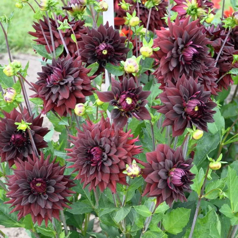 Dahlia Cactus 'Noir Désire' - Dahlia | Achat direct au producteur