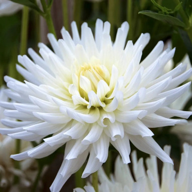 Dahlia Cactus 'Orion' - Dahlia | Achat direct au producteur