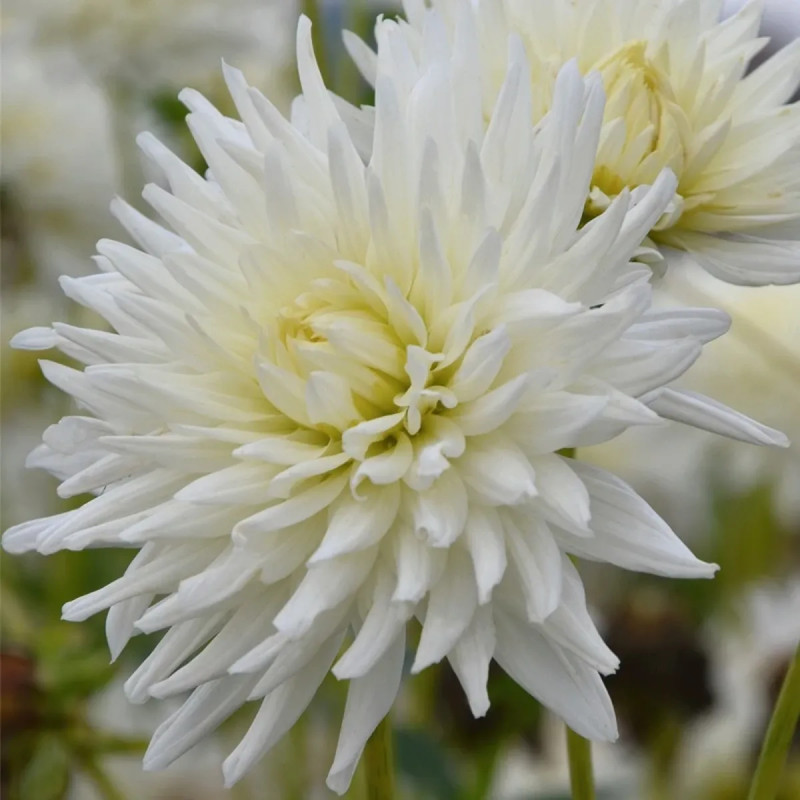 Dahlia Cactus 'Orion' - Dahlia | Achat direct au producteur