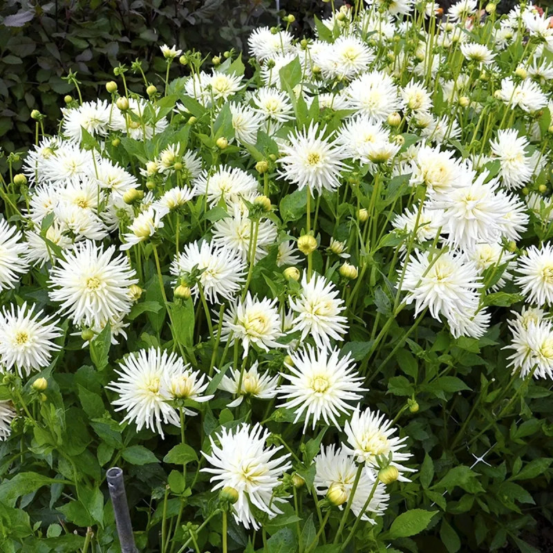 Dahlia Cactus 'Orion' - Dahlia | Achat direct au producteur