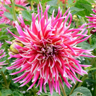 Dahlia cactus 'Uncle Sam' - Dahlia | Achat direct au producteur