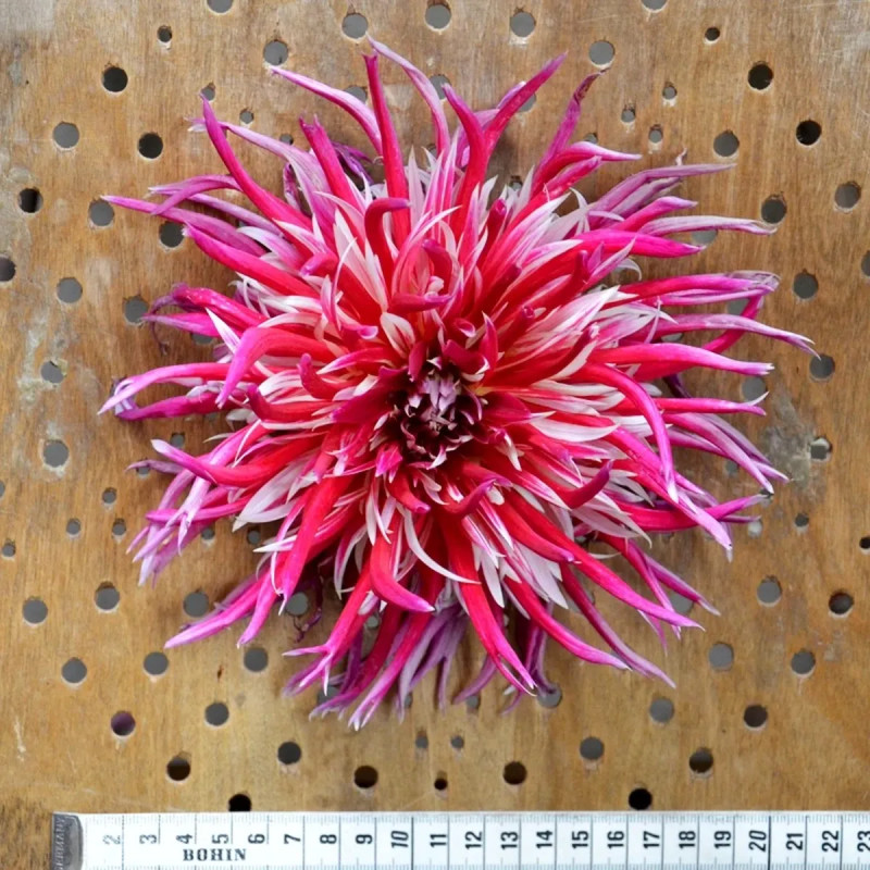 Dahlia cactus 'Uncle Sam' - Dahlia | Achat direct au producteur