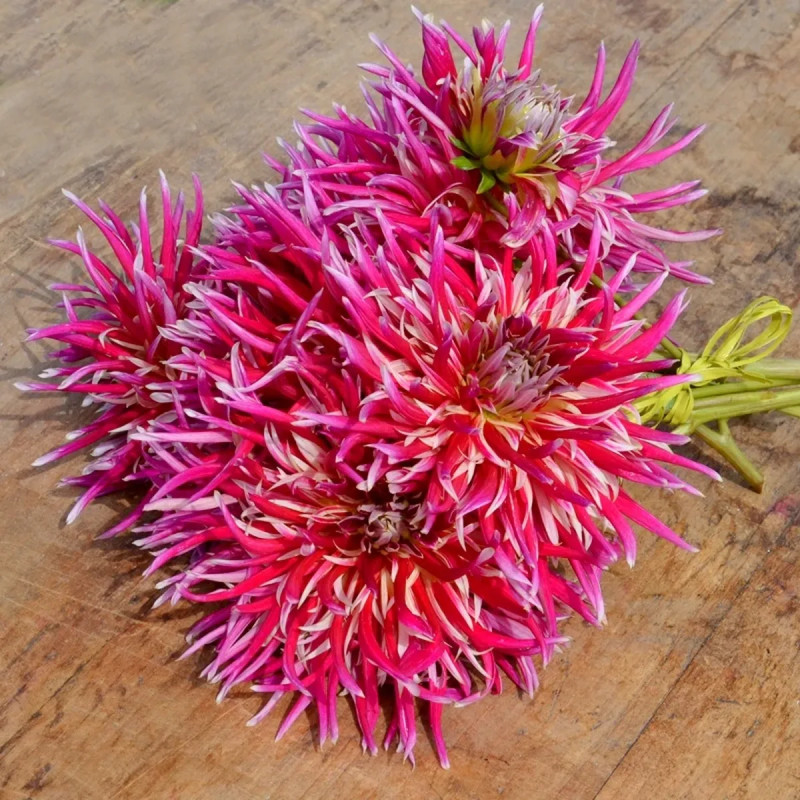 Dahlia cactus 'Uncle Sam' - Dahlia | Achat direct au producteur