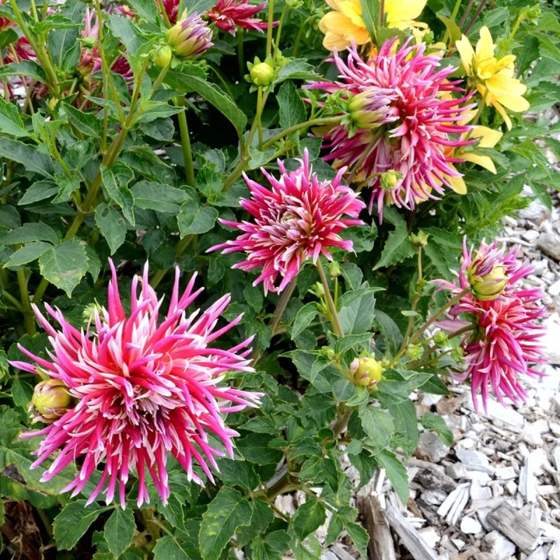 Dahlia cactus 'Uncle Sam' - Dahlia | Achat direct au producteur