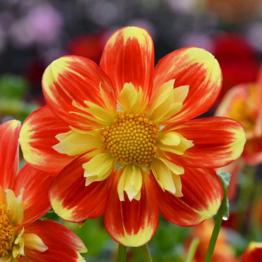 Dahlia collerette 'Pooh' - Dahlia | Achat direct au producteur