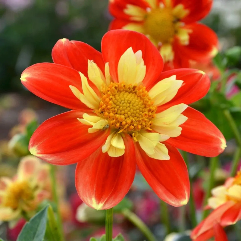 Dahlia collerette 'Pooh' - Dahlia | Achat direct au producteur