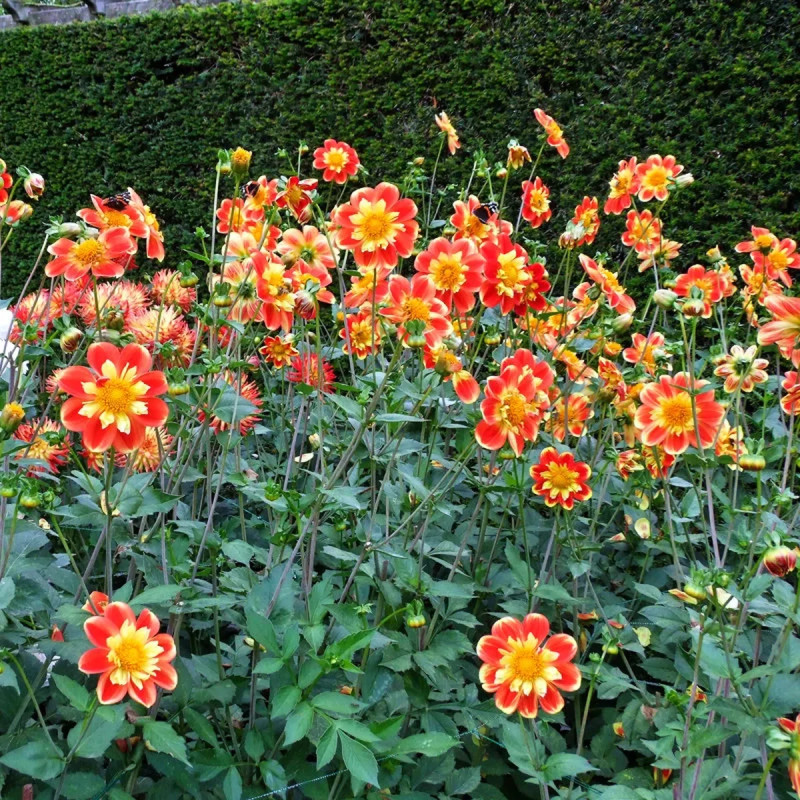 Dahlia collerette 'Pooh' - Dahlia | Achat direct au producteur