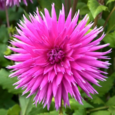 Dahlia Cactus 'Galaxie' - Dahlia | Achat direct au producteur
