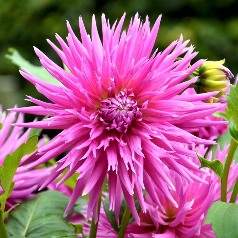 Dahlia Cactus 'Galaxie' - Dahlia | Achat direct au producteur