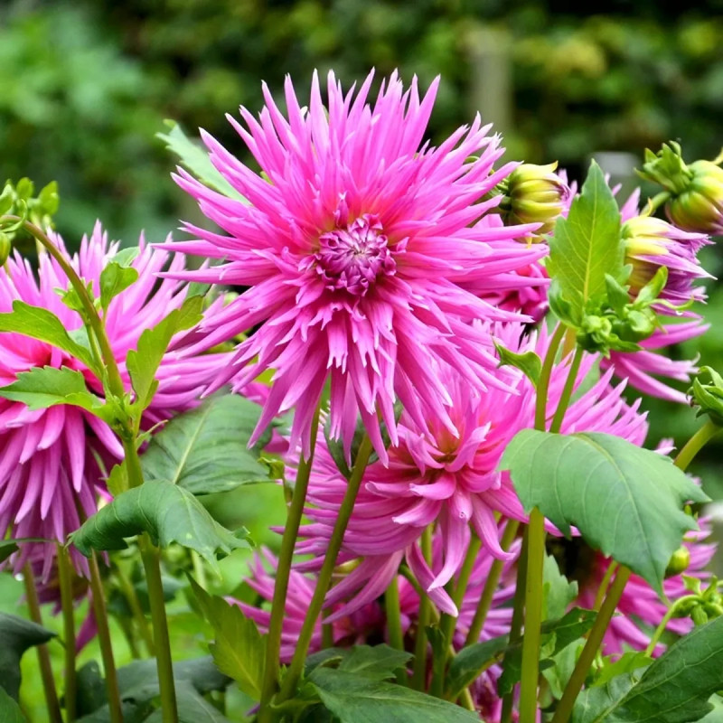 Dahlia Cactus 'Galaxie' - Dahlia | Achat direct au producteur